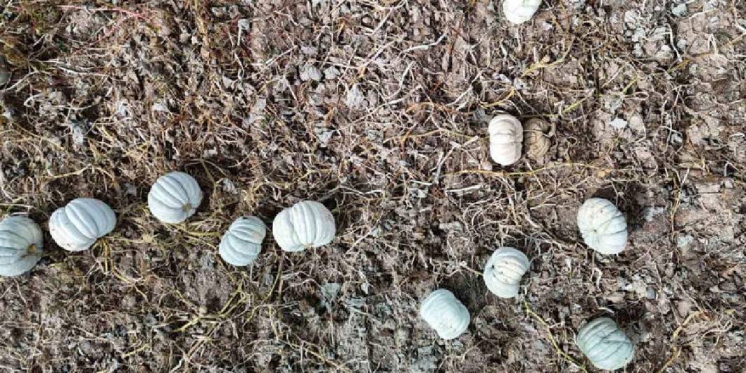 Ata tohumundan üretiliyor, lezzeti herkesçe biliniyor! Eskişehir’in dillere destan balkabağı: 20 liradan satılacak 3